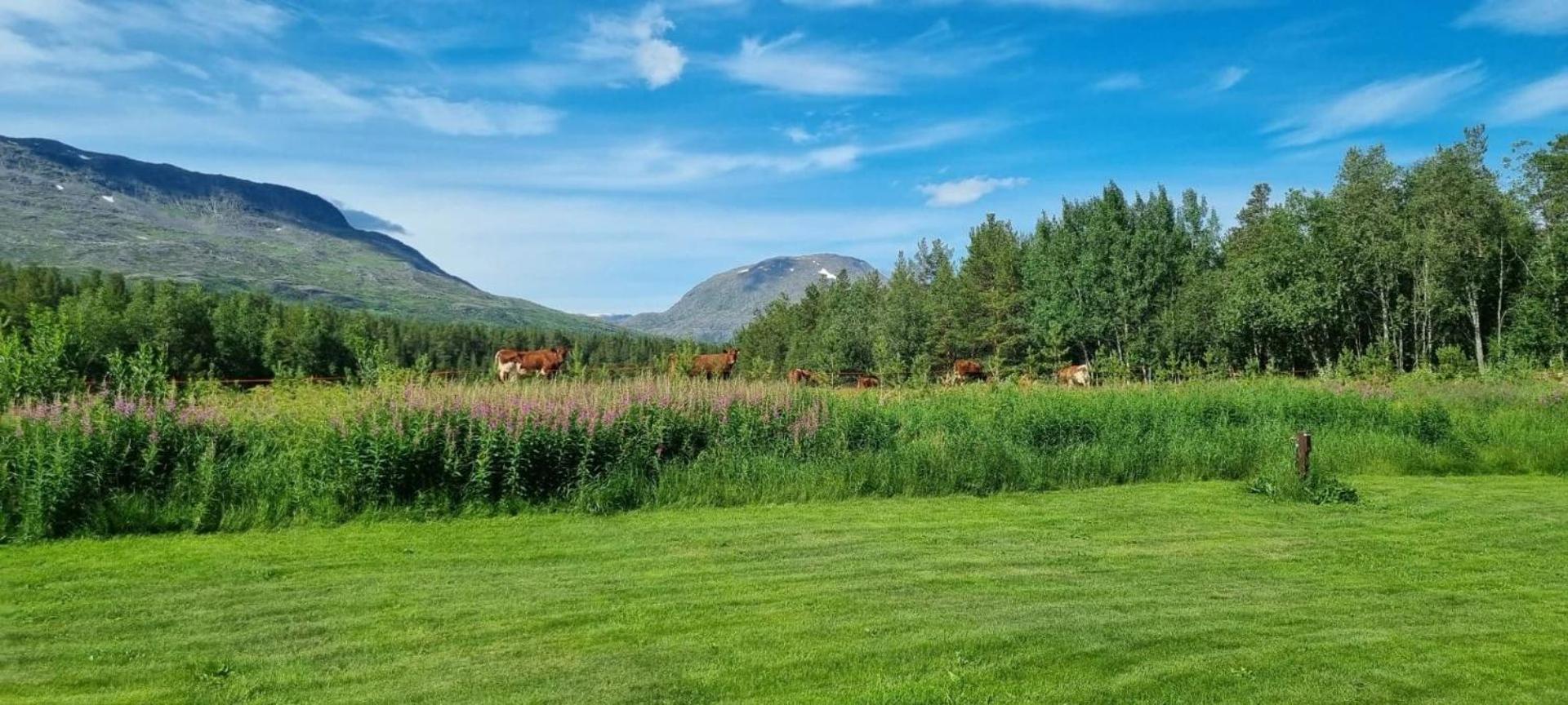 Campsite Torfoss Gard, Utleie, Campingvogn Og Bobil Plasser
